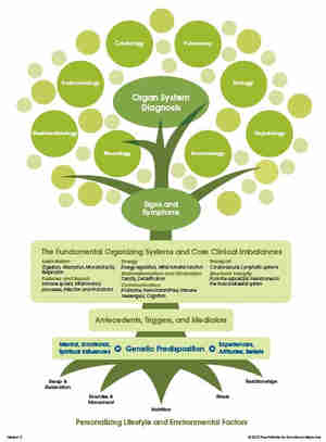 picture of the functional medicine tree