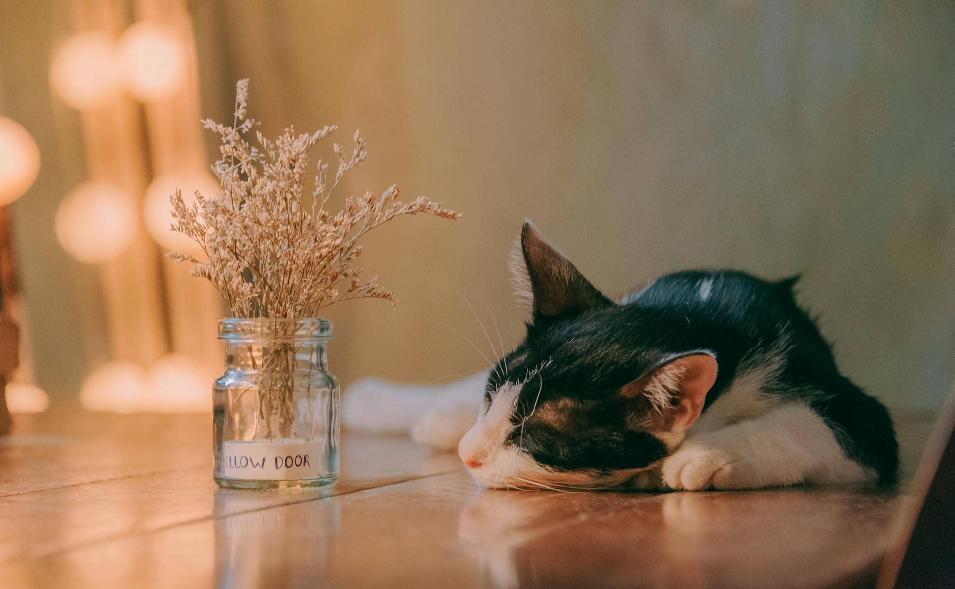 close up photo of cat lying on table